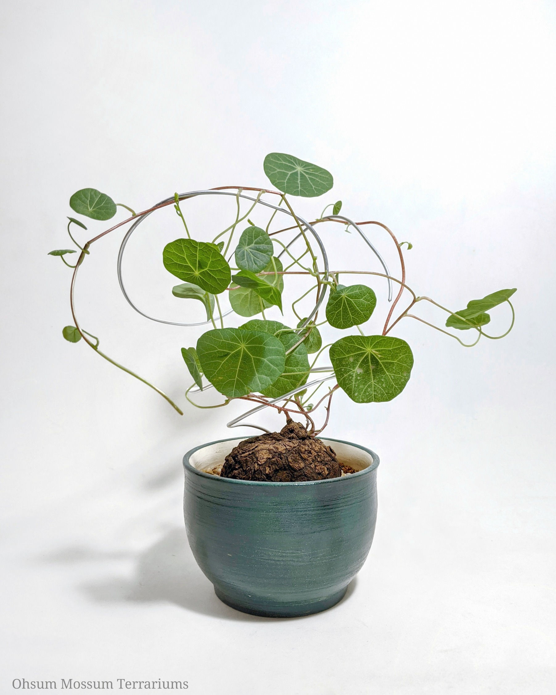 Stephania cepharantha 'Hayata'