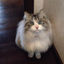 執筆者の写真: lechatdesbois-kana