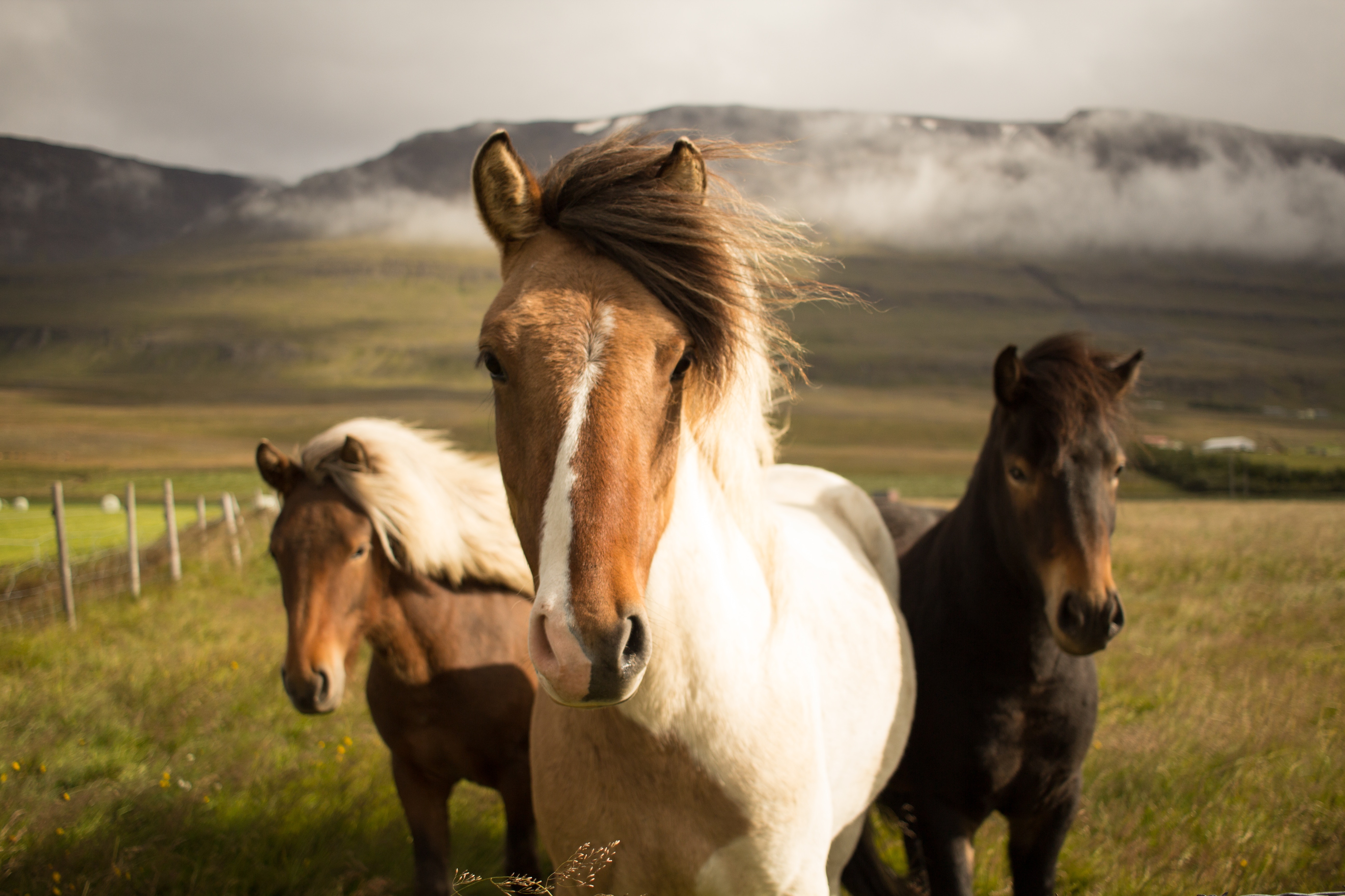 Chevaux sauvages islandais
