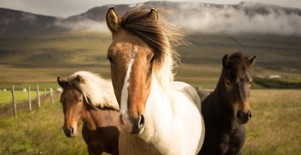Wild Icelandic Horses