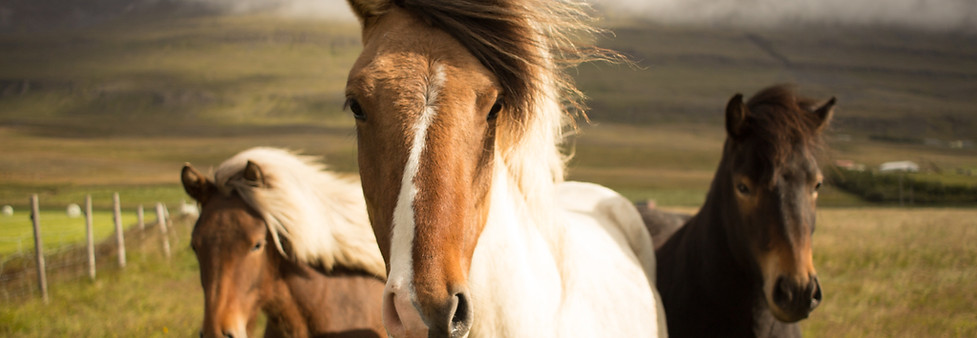 Los caballos islandeses salvajes