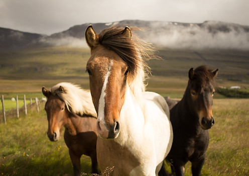 The Icelandic Horse