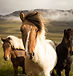 Chevaux sauvages islandais