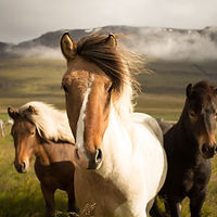 Wild Icelandic Horses