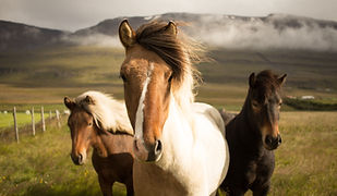 Wild Icelandic Horses