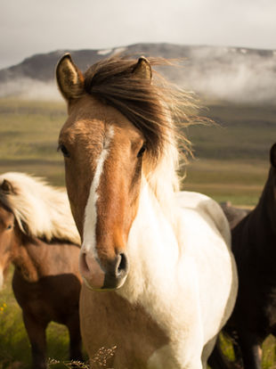 Amazing horse from the other side calls out his name “David”