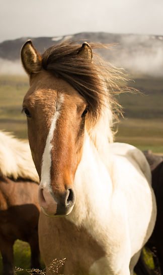 Wild Icelandic Horses