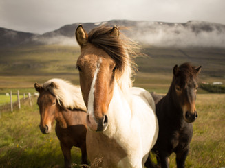 Wild Icelandic Horses