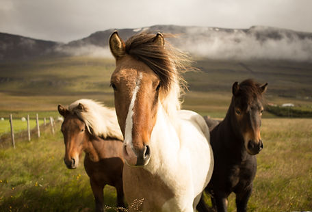 Wild Icelandic Horses