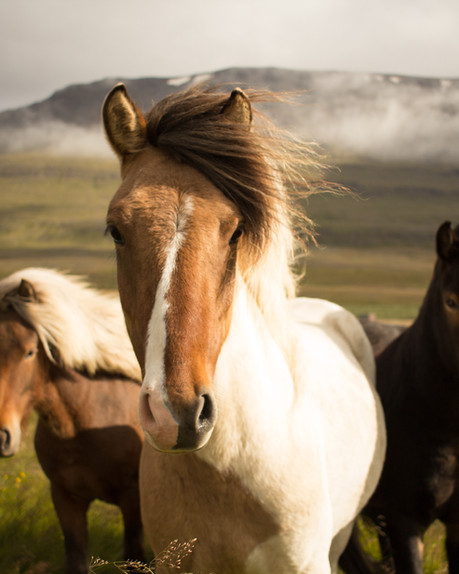 Cabalgatas