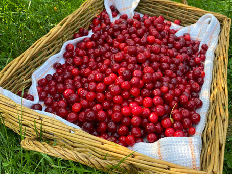 In a small orchard ...