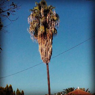 Poda de palmera Washingtonia