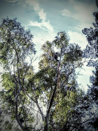 Aclarado de Eucalyptus