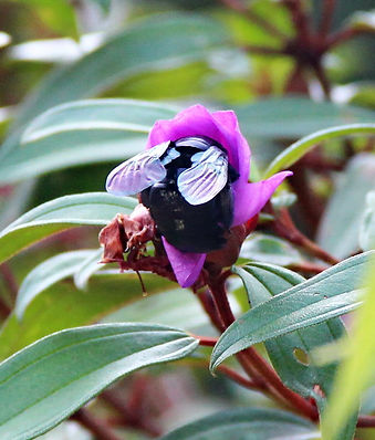 Пчела-плотник (Xylocopa sp.) Carpenter b