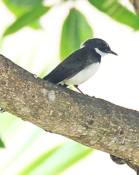 Ошейниковая веерохвостка (Rhipidura javanica Malaysian Pied-Fantail