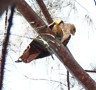 Браминский коршун. (Haliastur indus) Brahminy Kite