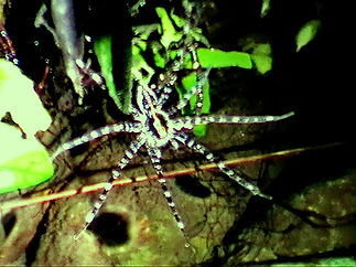 Паук Giant Water Spider (Megadolomedes australianus)