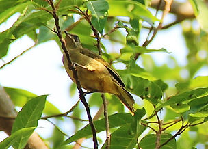 Бюльбюль Бленфорда (Pycnonotus blanfordi