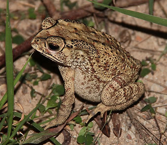 Чернорубцовая жаба (Duttaphrynus melanostictus) Common Indian Toad