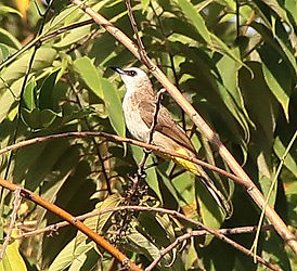Желтобрюхий бюльбюль (Pycnonotus goiavier) Yellow-vented Bulbul