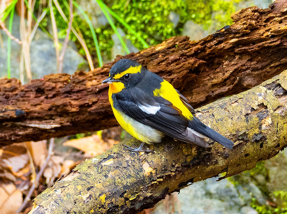 美しい黄鶲成雄