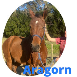 ALMOST READY FOR ADOPTION