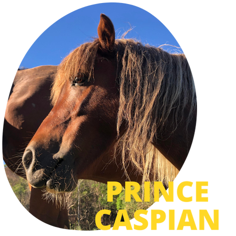 Prince Caspian