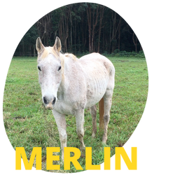 Merlin