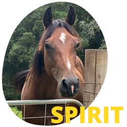 Spirit