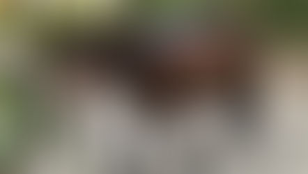 Can you help Diamond and Day Day?