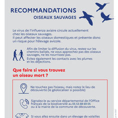 Recommandations face à l'Influenza Aviaire (Grippe Aviaire) !
