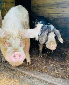 PHOTO-2022-02-21-14-52-30 (1).jpg