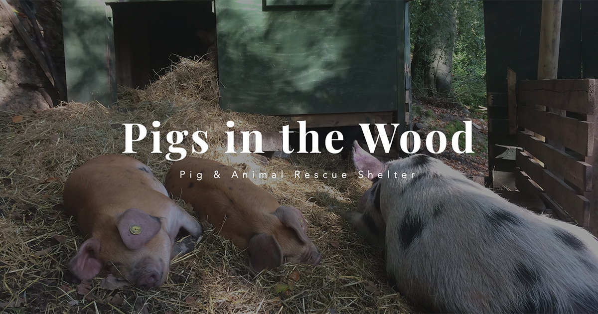 Pigs in the wood pig sanctuary huddersfield
