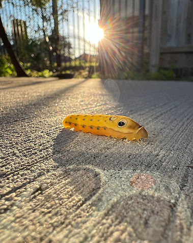 Spicebush Swallowtail caterpillar 01.06.2024.jpg