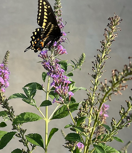 Spicebush Butterfly at 5_edited.jpg