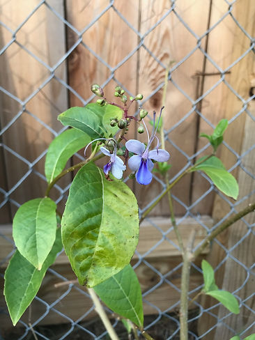 Blue Butterfly Plant December 4, 2020.jp