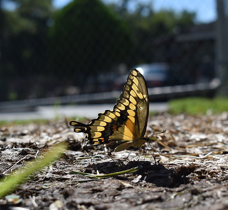 Giant Swallowtail Butterfly September 26, 2021.JPG
