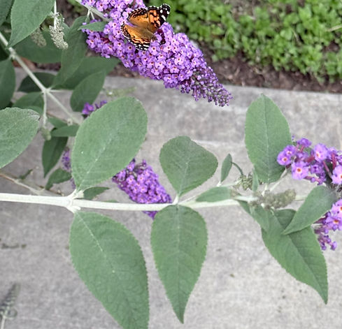 Painted Lady Butterfly at 12.30pm on Saturday 04.18.26.jpg