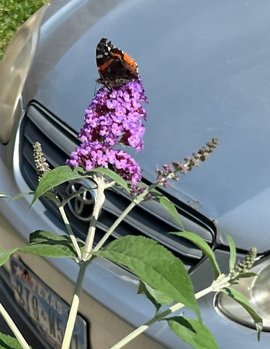Butterfly on butterfly bush Friday 04.19