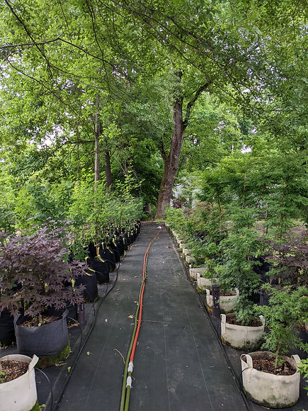 Spirit Hill Maple Nursery; our locally grown trees, our custom soil, our 10 gallon bags, our drip irrigation