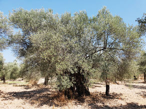 Zeytin Zamanı-Derya SÖNMEZ