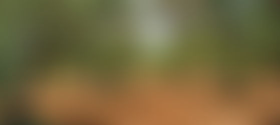 Ayvalık'ta Sarı Boyalı Minicik Evim-Dr. Ahmet GÜNAY