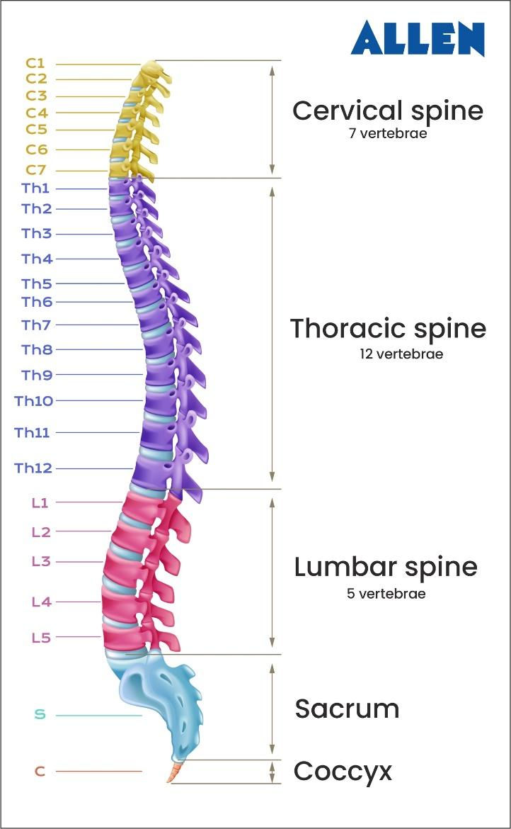 Vertebral Column