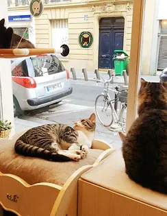 Cafe Chat Mallows Life In