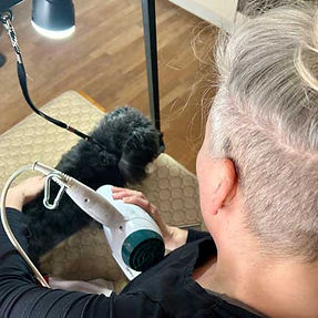 Angela von Dogwash Hamburg beim Groomen