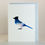 Thumbnail: Blue Jay all occasions Greeting Card  – Douglas Gilbert illustration | Lapin Curiosities