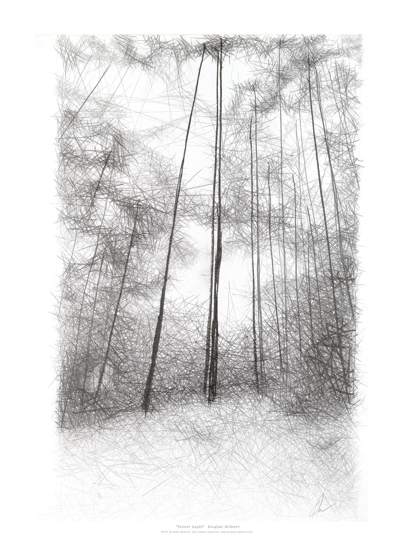 Forest Light by Douglas Gilbert