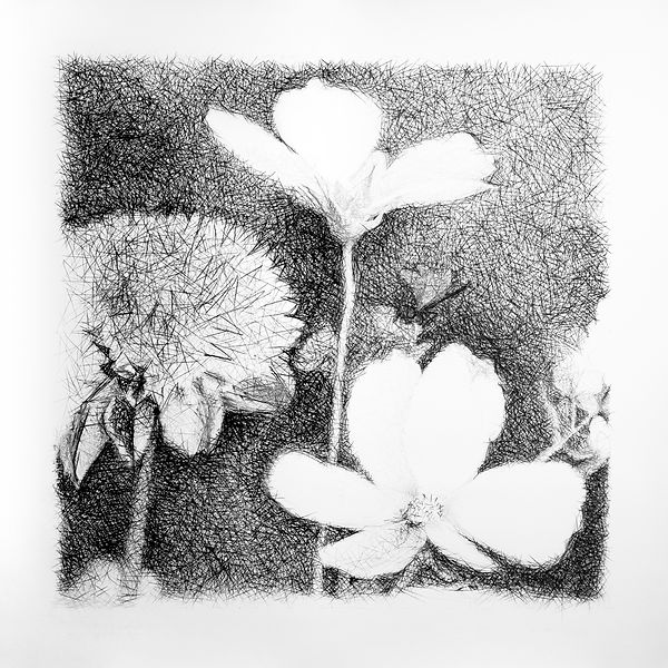 memories of spring/dragonfly