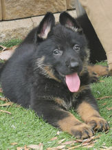 puppy