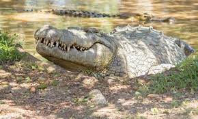 Stork brings double surprise to Crocworld Conservation Centre